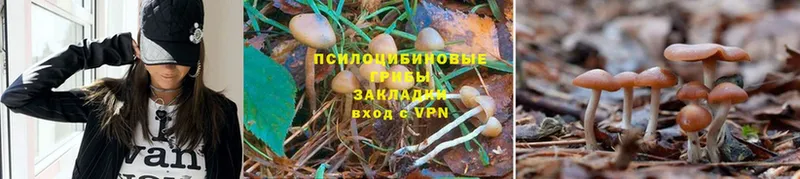 Галлюциногенные грибы MAGIC MUSHROOMS Великий Устюг